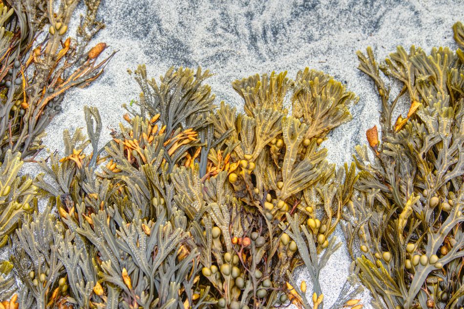 Bladderwrack: The ocean's gift for modern wellness