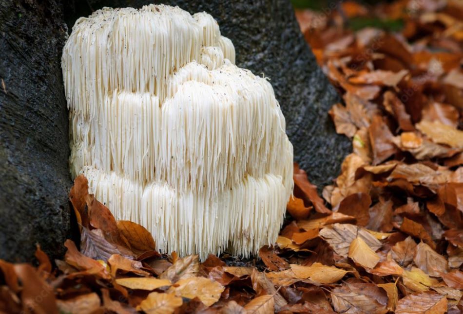 Benefits of Lion's Mane Mushroom: A natural approach to cognitive clarity