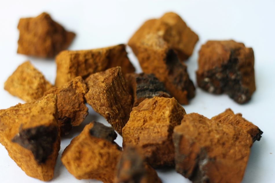 Chaga mushroom benefits: Everything you need to know before you try it